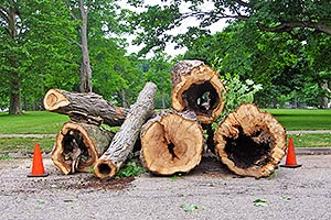 Large tree rotted from the inside weakened and taken down by wind